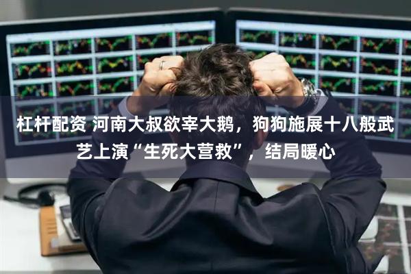 杠杆配资 河南大叔欲宰大鹅，狗狗施展十八般武艺上演“生死大营救”，结局暖心