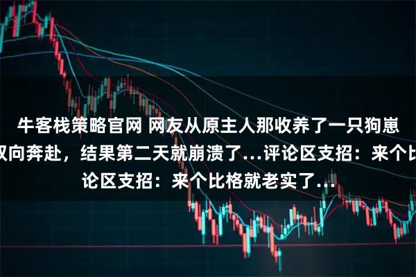 牛客栈策略官网 网友从原主人那收养了一只狗崽崽，还在窃喜双向奔赴，结果第二天就崩溃了…评论区支招：来个比格就老实了…